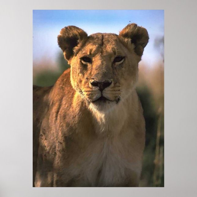 Frauen Lioness Löwe Gift Poster (Vorne)
