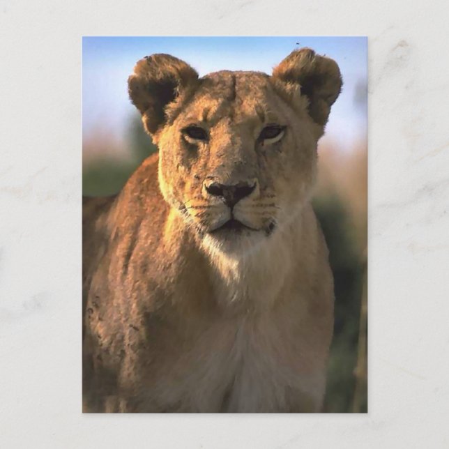 Frauen Lioness Löwe Postkarte (Vorderseite)