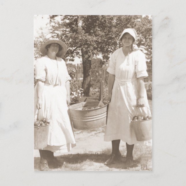 Frauen pflücken Äpfel Postkarte (Vorderseite)