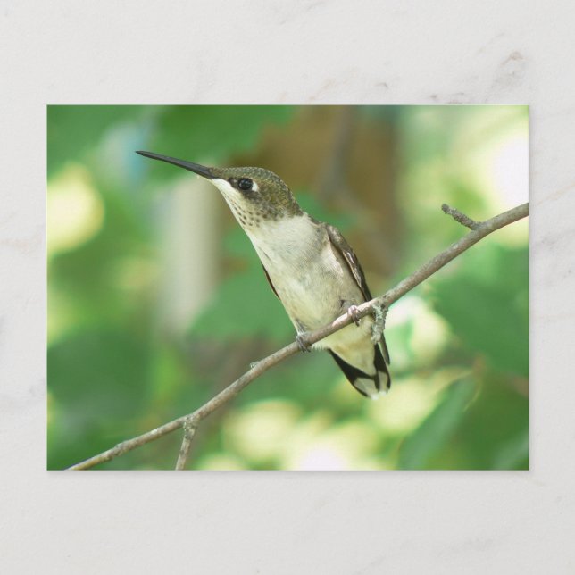 Frauen Ruby-throated Hummingbird Postcard. Postkarte (Vorderseite)