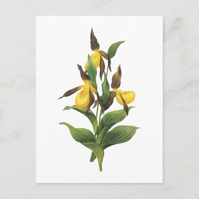Frauenschuh (Cypripedium-SP.) durch Redouté Postkarte (Vorderseite)