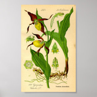 Frauenschuh-Orchidee (Cypripedium calceolus) Poster