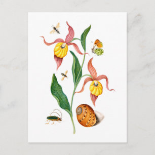 Frauenschuh-Orchidee - Vintage Botanische Kunst - Postkarte