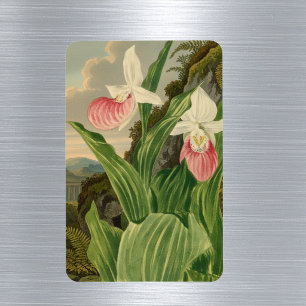 Frauenschuh Vintage-Botanik-Orchidee Magnet