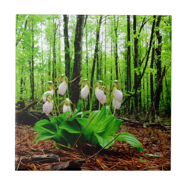 Frauenschuh-Wilde Orchidee Fliese (Vorderseite)
