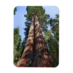 Frauenvideotaping an der Basis von massiven Sequoi Magnet