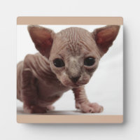 Freaky Niedlich Furless Sphynx Kitten