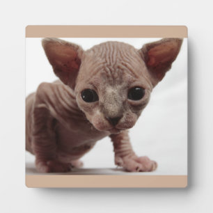 Freaky Niedlich Furless Sphynx Kitten Fotoplatte