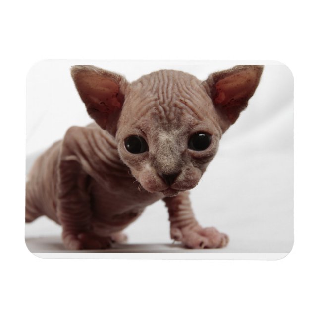 Freaky Niedlich Furless Sphynx Kitten Magnet (Horizontal)