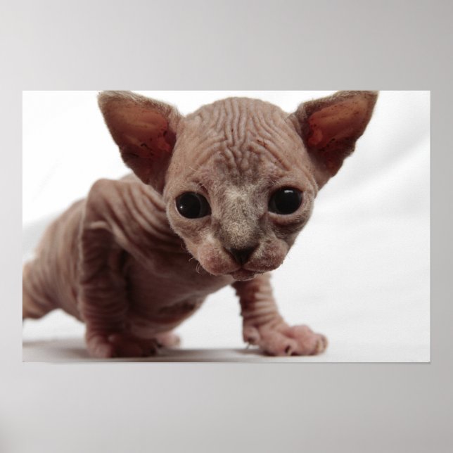 Freaky Niedlich Furless Sphynx Kitten Poster (Vorne)