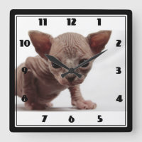 Freaky Niedlich Furless Sphynx Kitten