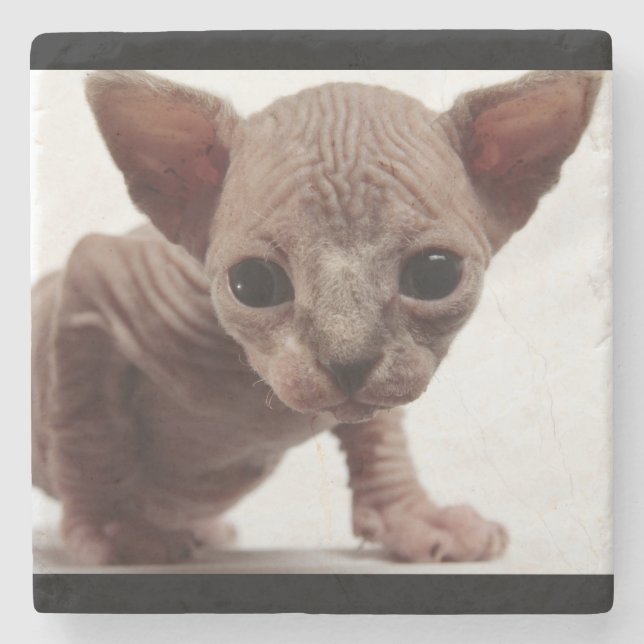 Freaky Niedlich Furless Sphynx Kitten Steinuntersetzer (Vorderseite)