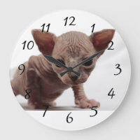 Freaky niedliches Furless Sphynx Kätzchen