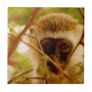 Frecher Affe. Fliese