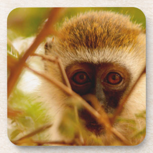Frecher Affe. Untersetzer