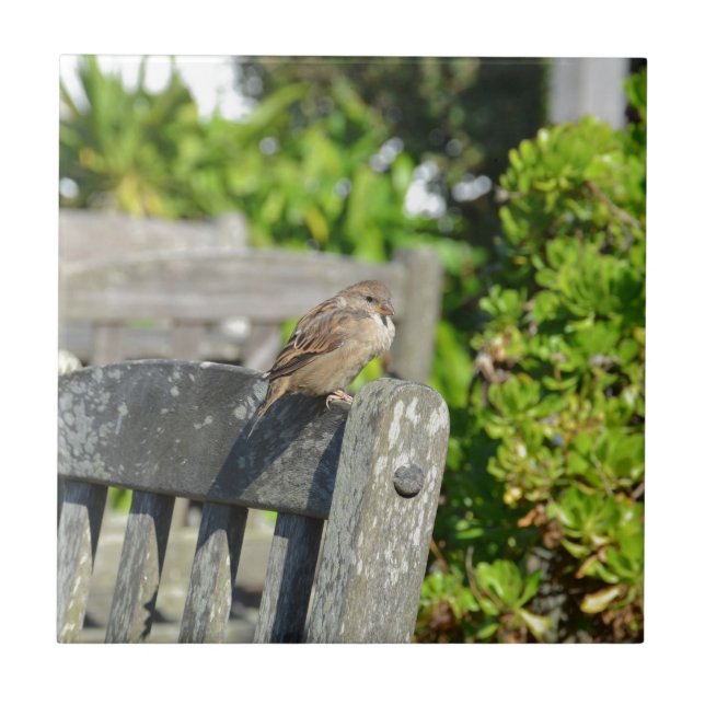 Frecher Spatz Fliese (Vorderseite)