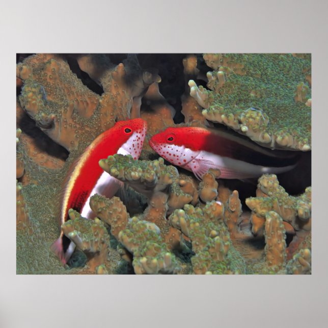 Freckled Hawkfish Pair Poster (Vorne)