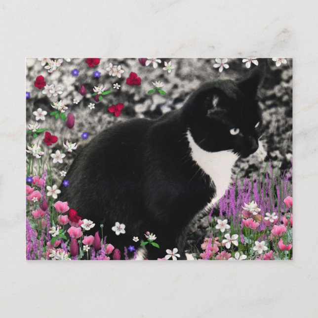 Freckles der Blume II - Tuxedo Cat Postkarte (Vorderseite)