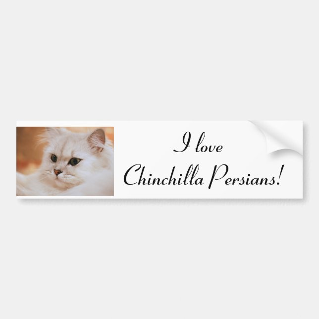 Freddie ~ Chinchilla-Perser Autoaufkleber (Vorne)