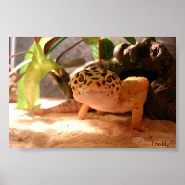 Freddy Poster (Vorne)