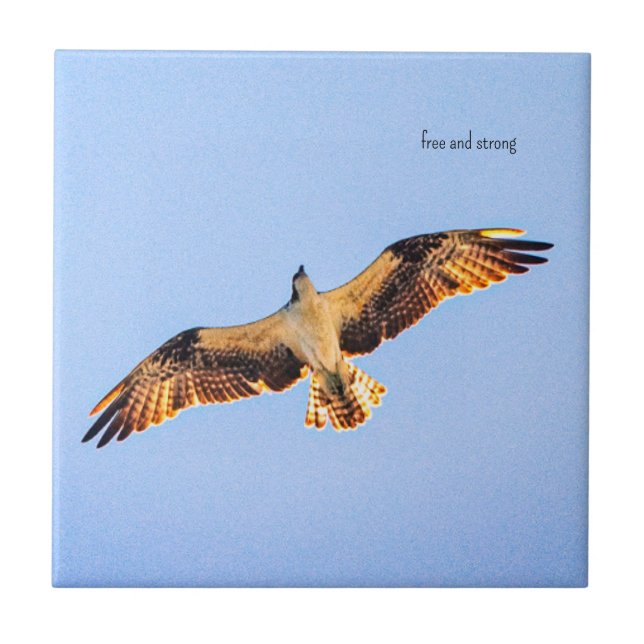 Free Osprey Art Fliese (Vorderseite)