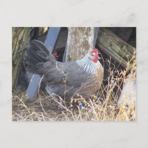 Free Range Silver Grey Dorking Hen Postkarte