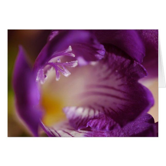 Freesia (Vorderseite (Horizontal))