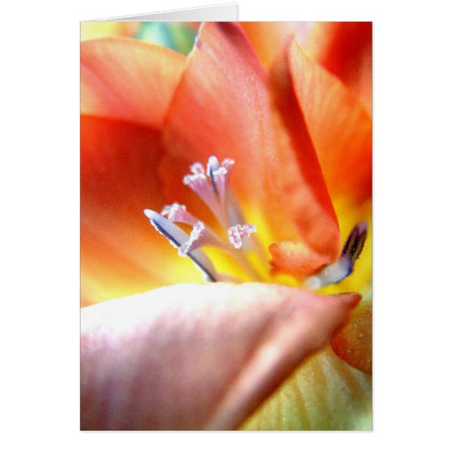 Freesia | (Vorne)