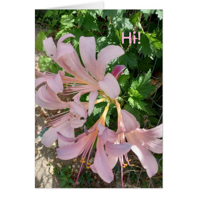 Freesia in natural world setting. Pinkish-lavender (Vorne)