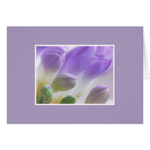 Freesia-Knospen
