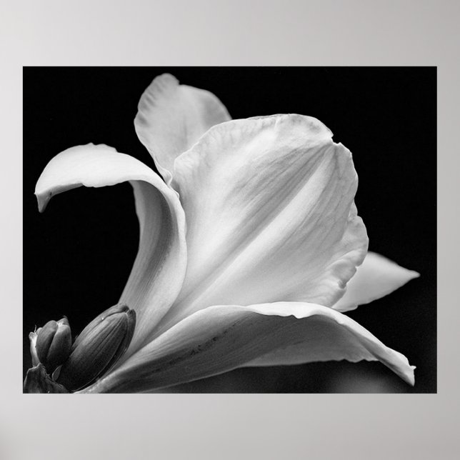 Freesia Poster (Vorne)