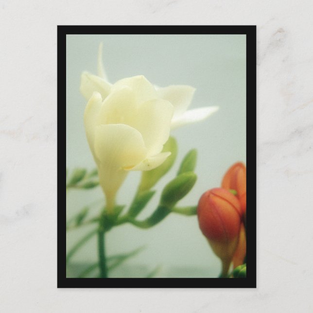 Freesias | postkarte (Vorderseite)