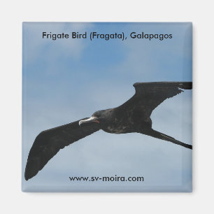 Fregatte-Vogel (Fragata), Galapagos-Inseln 3 Magnet
