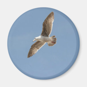 Frei als Vogel (Seagull fliegen) Magnet