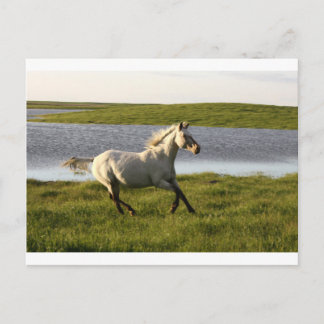 frei laufen postkarte