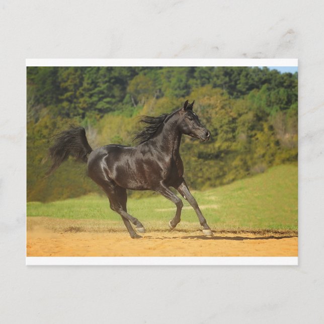 frei laufen postkarte (Vorderseite)