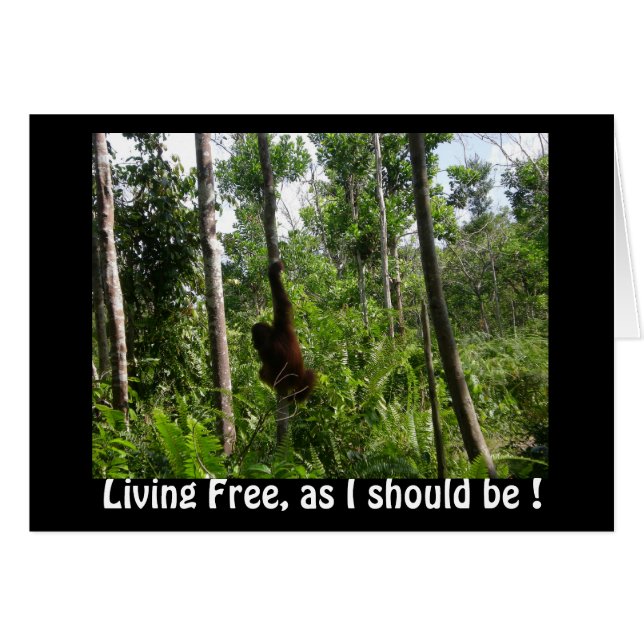 Freie Orangutane im Borneo-Dschungel leben (Vorderseite (Horizontal))