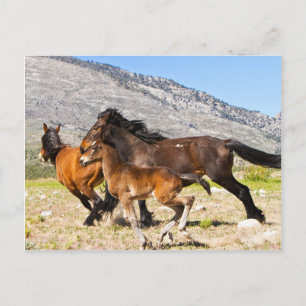 Freie Spirituosen Postkarte