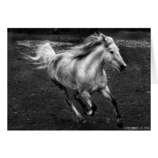 Freie Strecken-Freude durch Sande Elkins