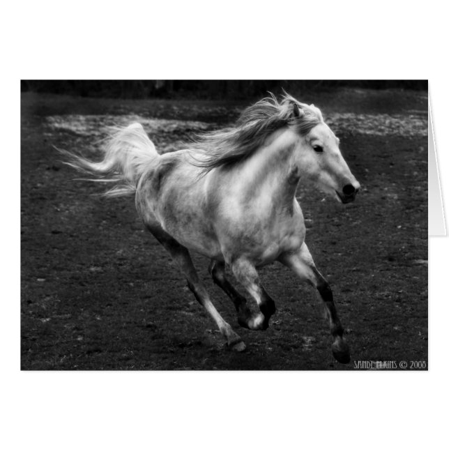 Freie Strecken-Freude durch Sande Elkins (Vorderseite (Horizontal))