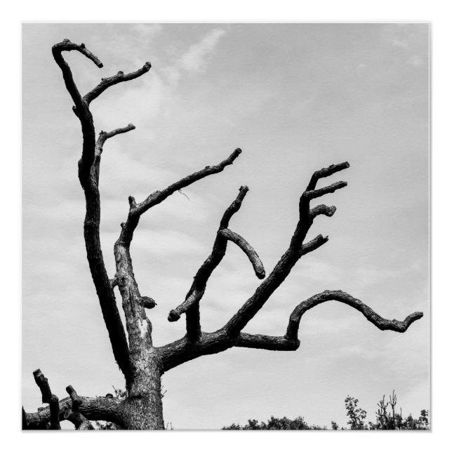 freier Baum Poster (Vorderseite)
