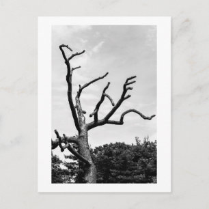 freier Baum Postkarte
