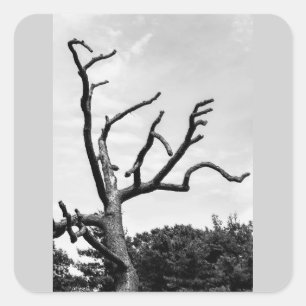 freier Baum Quadratischer Aufkleber