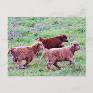 Freier Run auf dem Feld Postkarte