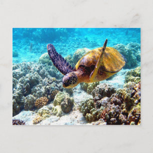 Freiheit der Hawaii-Schildkröte Frieden und Freude Postkarte