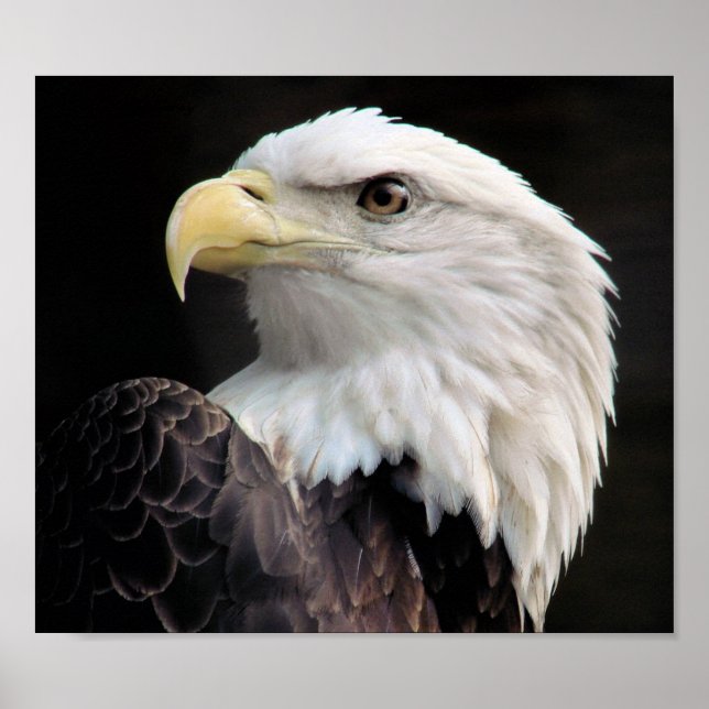 Freiheit Poster (Vorne)