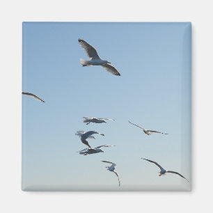 Freiheit Segelnde Möwen Fliegen Blauer Himmel Küst Magnet