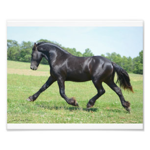 Freiheits-friesisches RindStallion Fotodruck