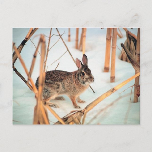 Freilandkaninchen Postkarte (Vorderseite)