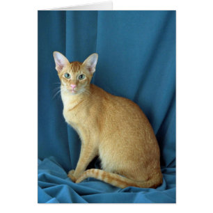 Fremder Orientale, Rot tickte